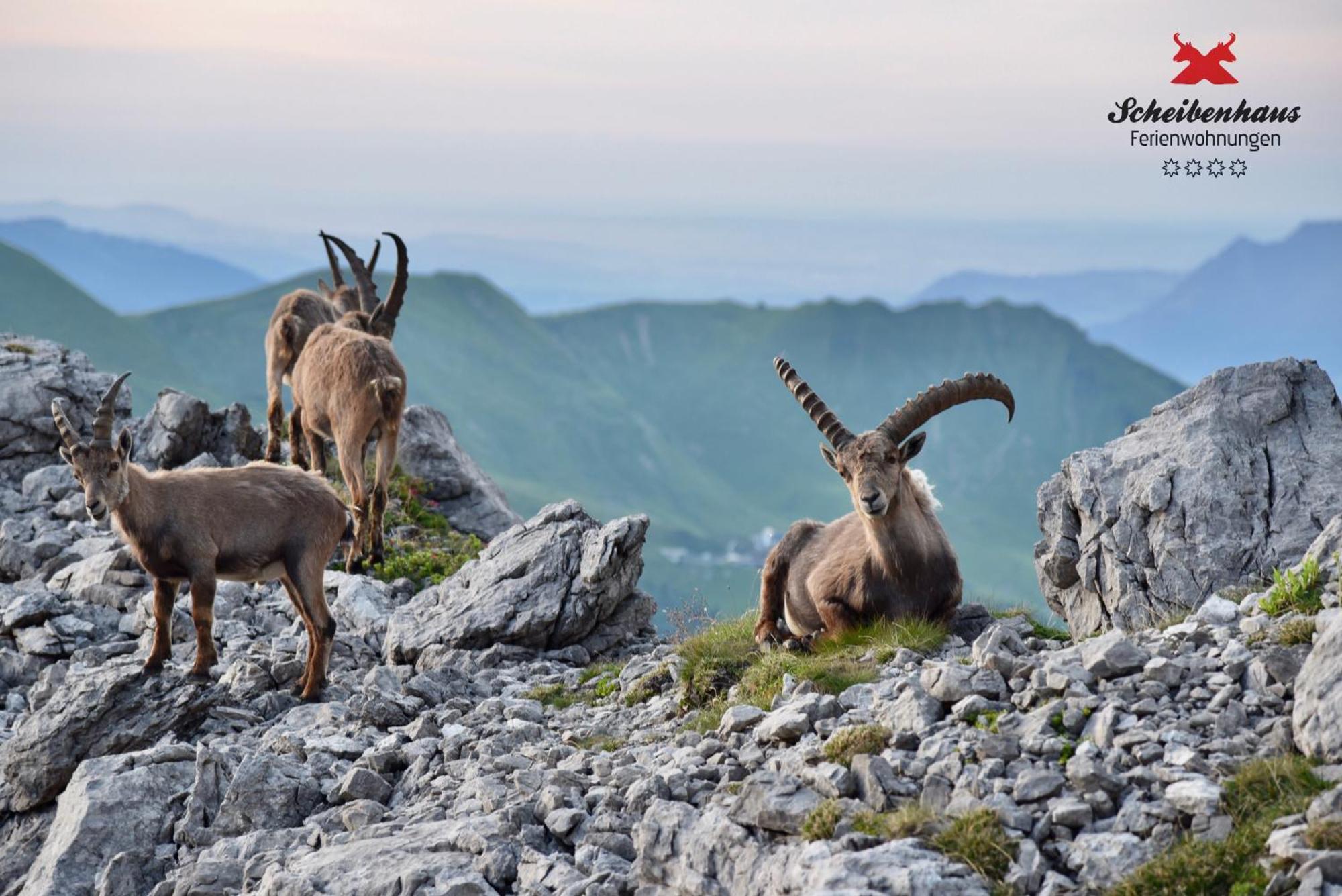 Ferienwohnungen Scheibenhaus Oberstdorf Kültér fotó